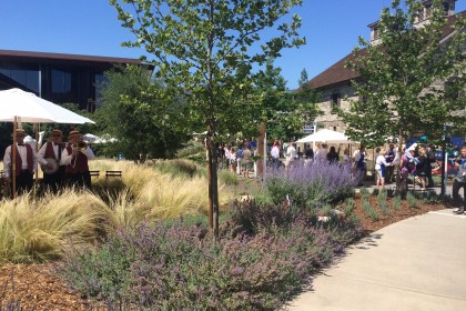 Barrel Auction at Hall Winery